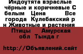 Индоутята взраслые чёрные и коричневые С белым › Цена ­ 450 - Все города, Кулебакский р-н Животные и растения » Птицы   . Амурская обл.,Тында г.